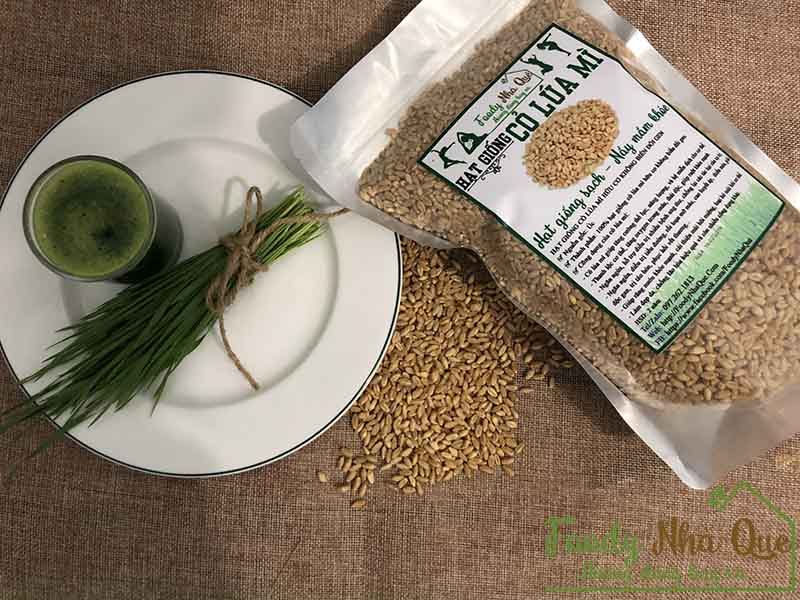 hạt giống cỏ lúa mì hữu cơ