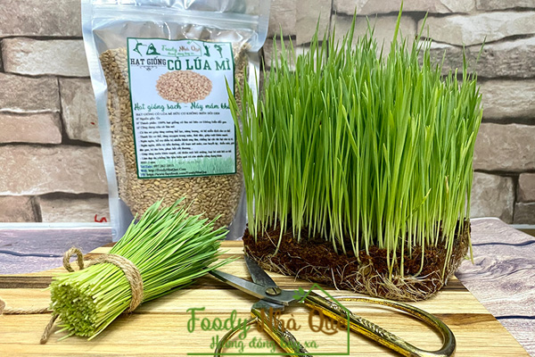 cách trồng cỏ lúa mì bằng xơ dừa