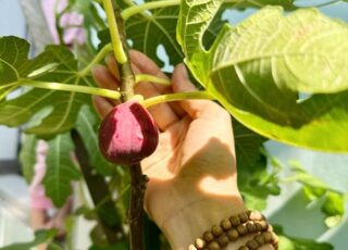 CÁCH TRỒNG SUNG MỸ TRONG THÙNG XỐP RA TRÁI QUANH NĂM