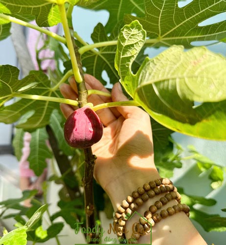 CÁCH TRỒNG SUNG MỸ TRONG THÙNG XỐP RA TRÁI QUANH NĂM